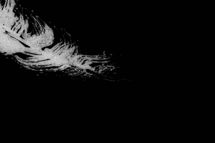 illustration of feather on black background